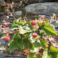 Erdbeeren Wingert