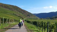 Radfahrer in den grünen Weinbergen an der Mosel