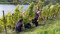 Winzer im Herbst Weinberg